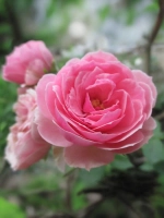 Роза флорибунда Аой