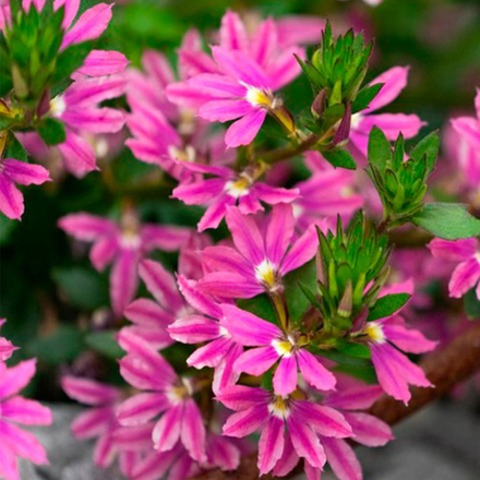 ЕВРО Сцевола Deep Pink ОКС укорененный черенок 15-20 февраля