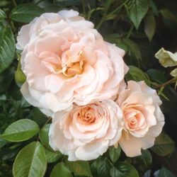 Прайд Энд Преджудис (Pride and Prejudice)