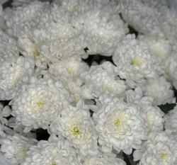 Букет цветов Облако L