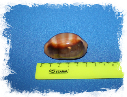 Пузатая каури (Cypraea ventriculus)