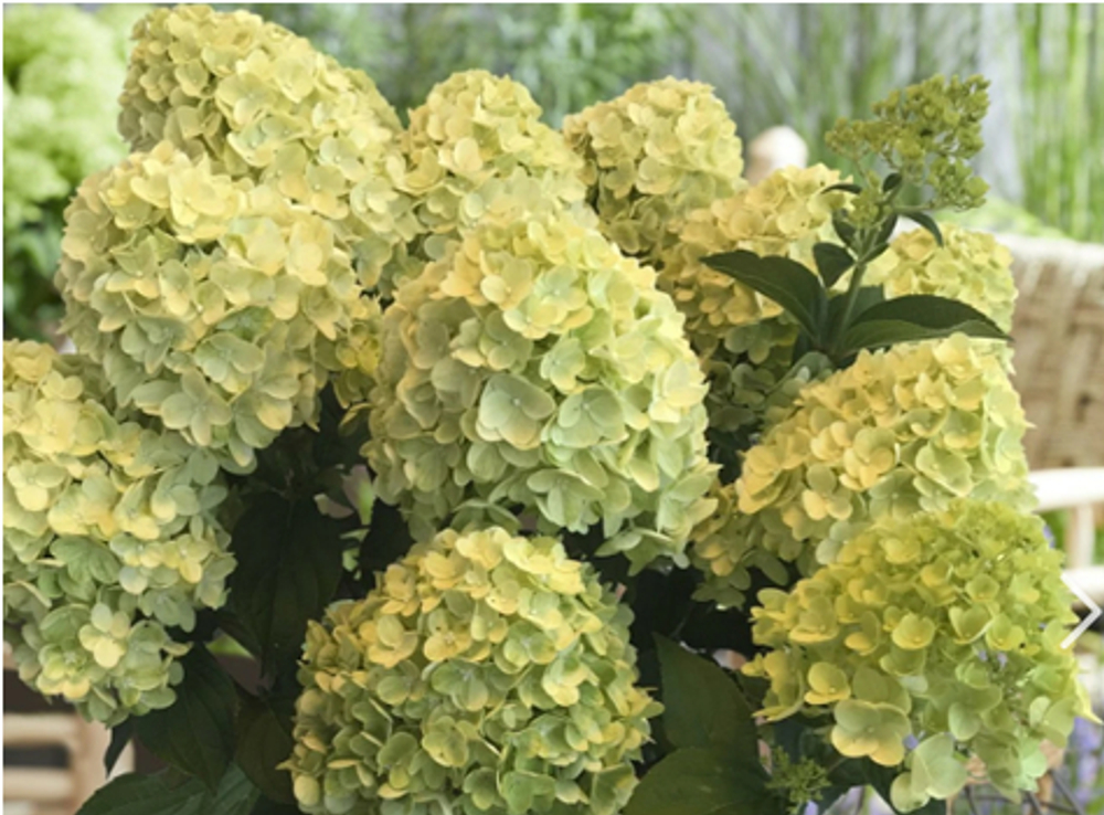 Гортензия метельчатая Гарденлайт Лемонлайт ( Hydrangea paniculata Gardenlight Lemonlight)
