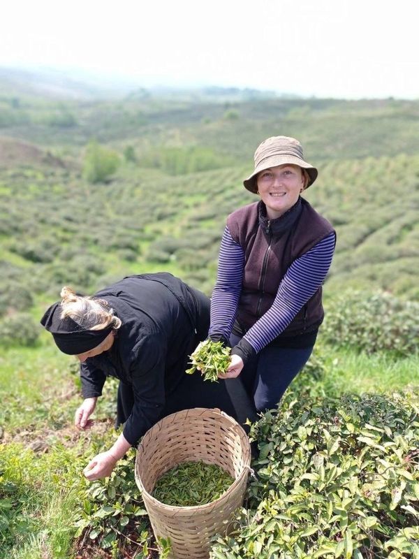 Чайные кусты Грузии