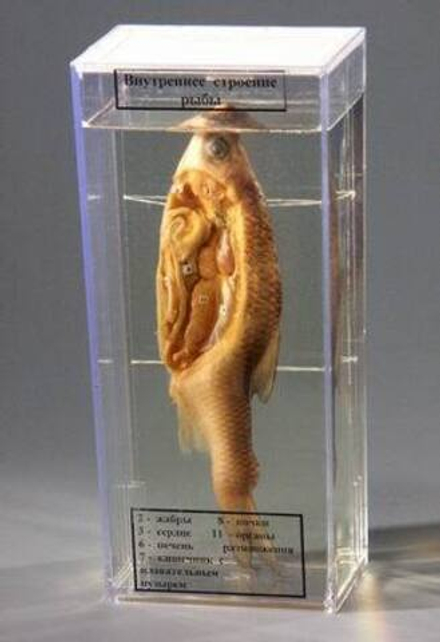 Влажный препарат "Внутреннее строение рыбы"
