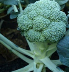 Принцип F1 семена капусты брокколи (Clause / Клос)