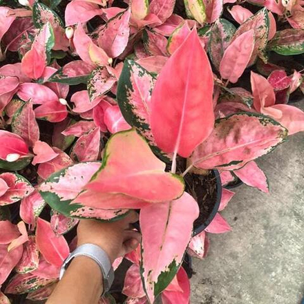 Аглаонема DIAMOND PINK (N11)