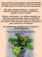 Живучка Рейнбоу Радуга Аюга мультиколор