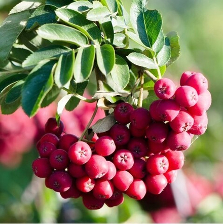 Рябина Титан