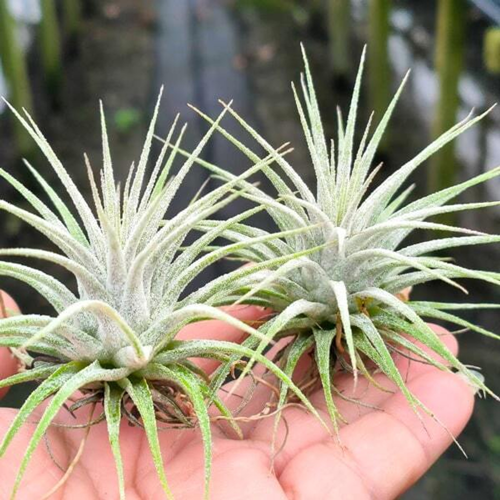 Тилландсия ionantha Mexico Snow White