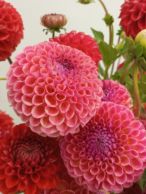 ЦВЕТОЧНЫЕ СОБЫТИЯ-КАЛЕНДАРЬ ДЛЯ БИЗНЕСА