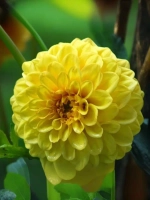 Георгин помпонный Голден Сцептер