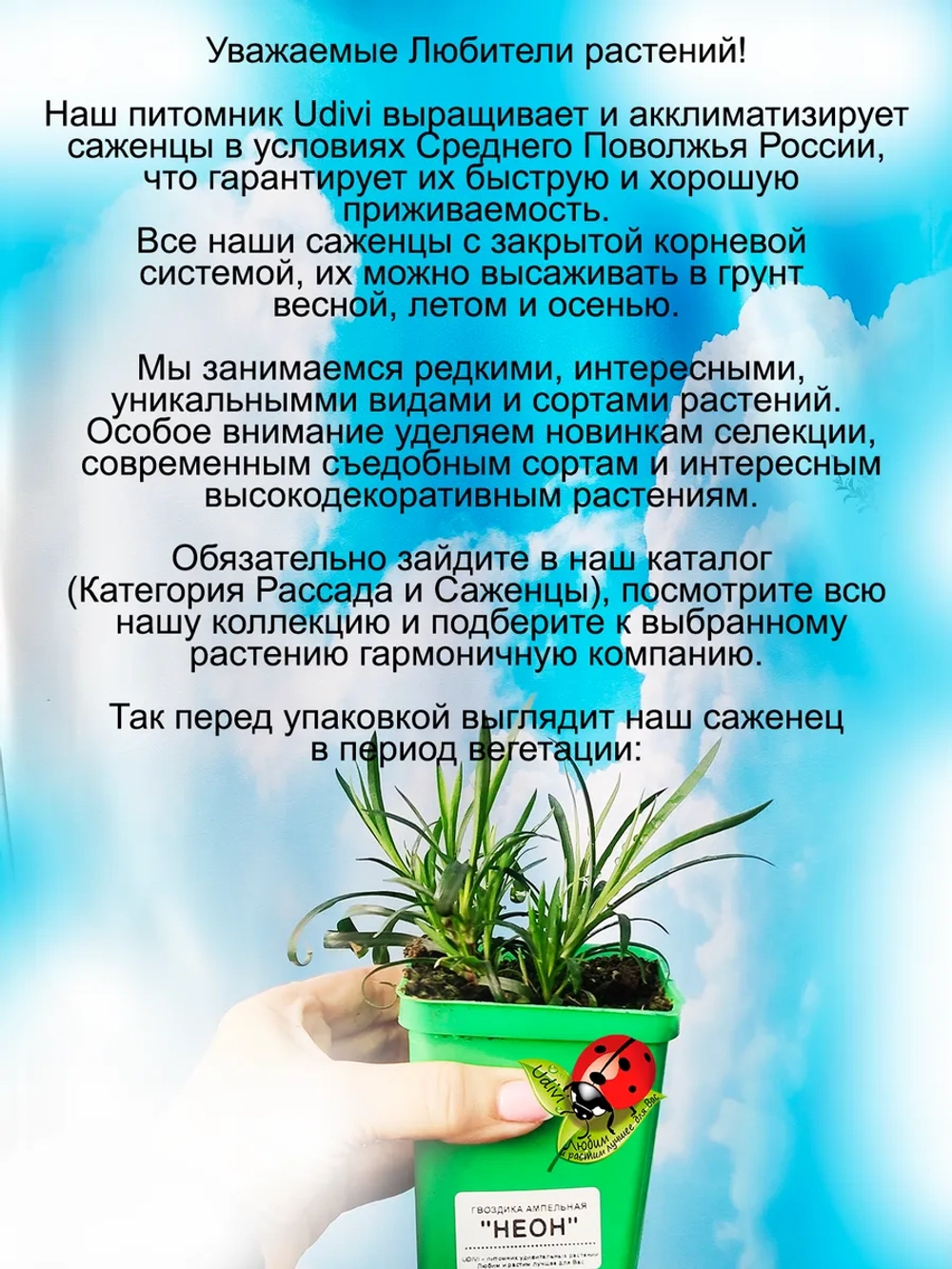Гвоздика Неон ампельная