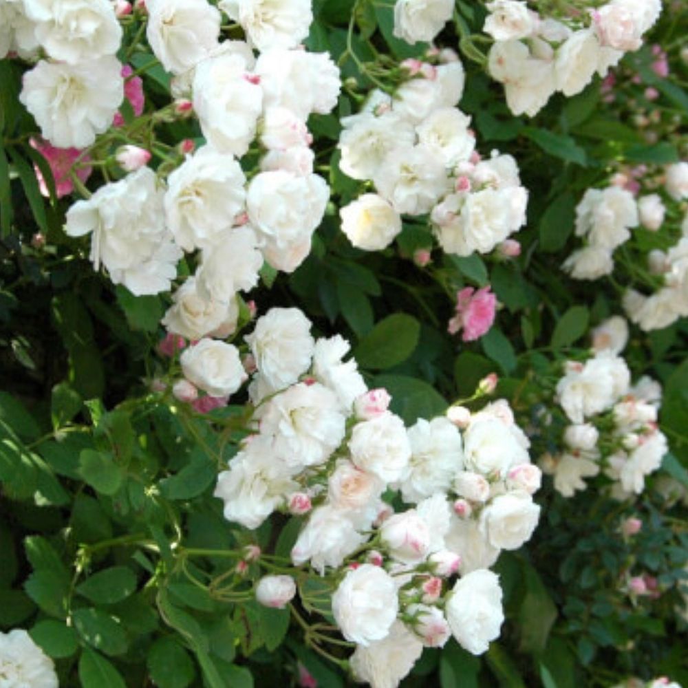 Гунсей (Gunsei)