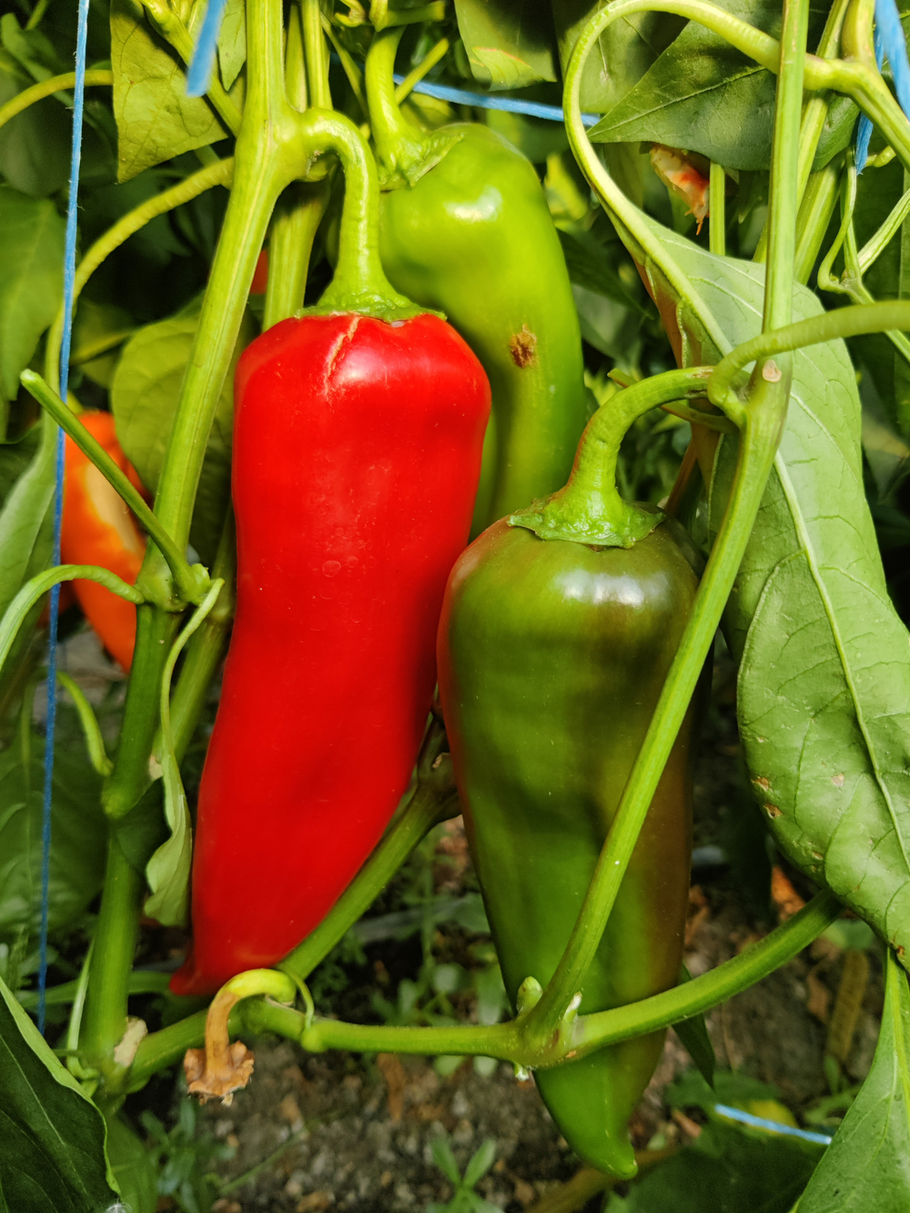 Нореста F1 семена перца ( Yuksel Tohum / )