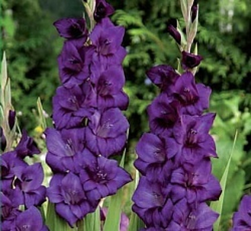 Гладиолус (крупноцветковый) - Пепл Флора