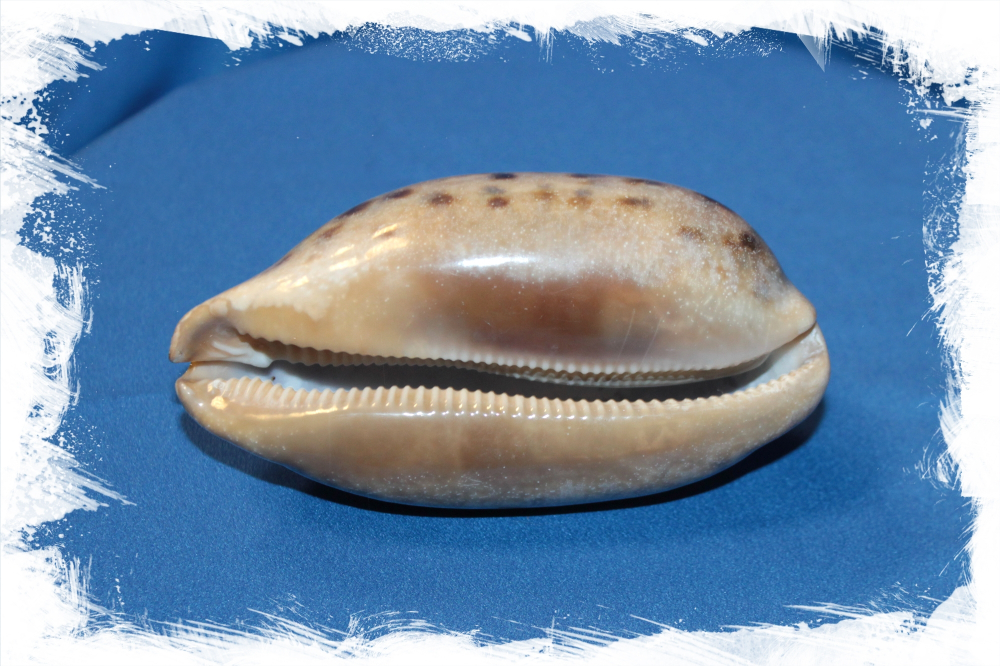 Ципрея Тестудинария, 9-11см, 1шт