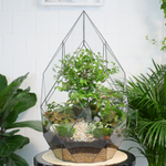 Флорариум бонсай Японский вяз Фаберже