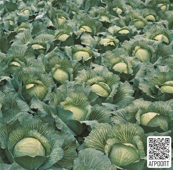 ЛЕННОКС F1 семена капусты белокочанной (Bejo | Alexagro) – фото 5