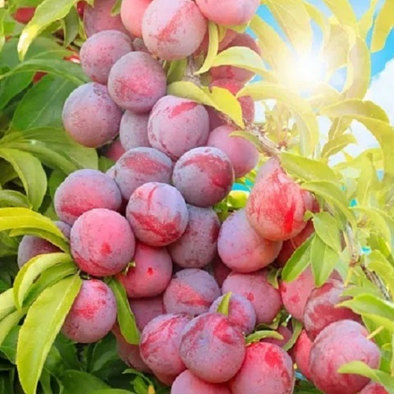 Слива среднеранняя Красный Шар