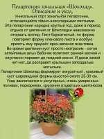 Пеларгония Шоколад пёстролистная