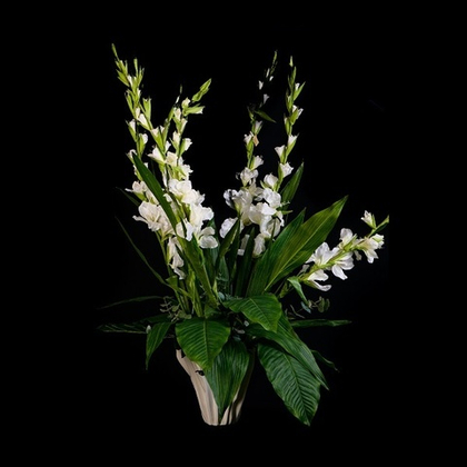 Гладиолус белый [Арт. 106115/8]