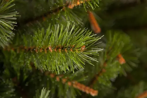 Елка Сказочная 215 см., леска+пвх, Triumph Tree (73536)