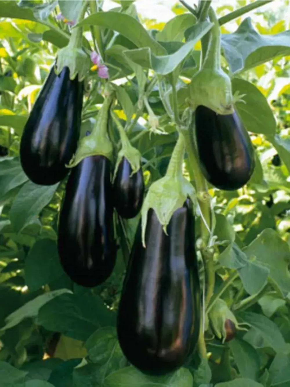 Семена раннего баклажана Эпик F1. Голландская селекция