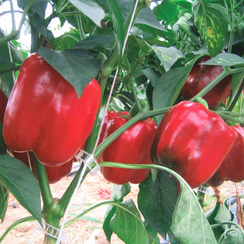 Саломон F1 семена перца сладкого (Clause / Клос)