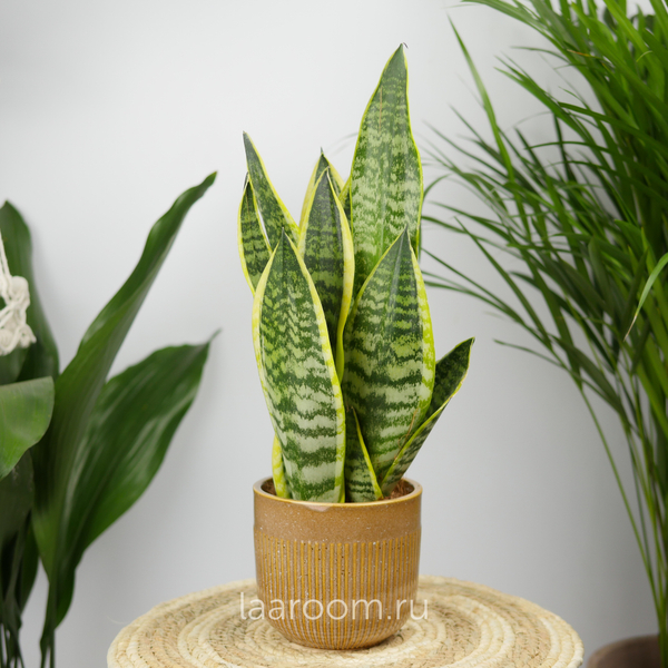 Сансевиерия Футура Суперба 12/30