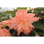 Бегония ампельная Belleconia Soft Orange