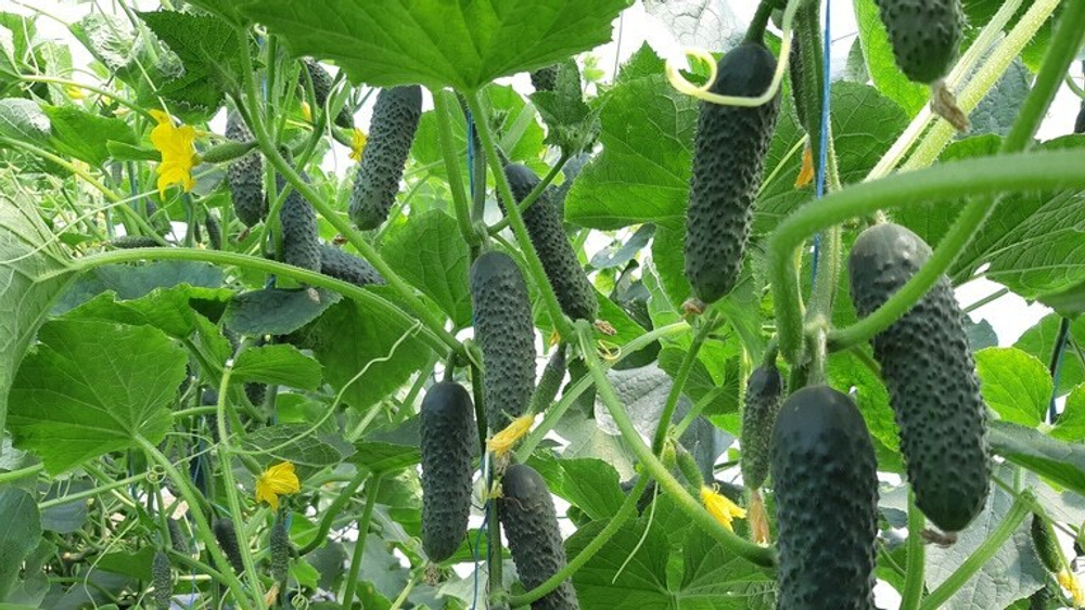 Элитор F1 семена огурца (Nunhems / Нюнемс)