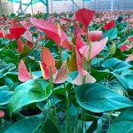 Антуриум Андре HELLO MERLOT