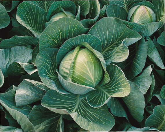 ХАРРИКЕЙН_F1_семена_капусты_белокочанной_Bejo_купить – фото 2