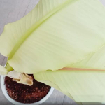 Банан вариегатный NAM WAH KHOM MINT