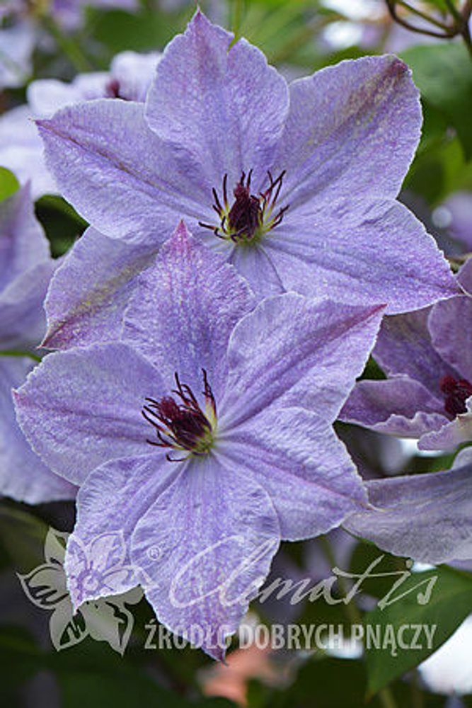 Клематис гибридный Скайфолл Закупка М33 апрель 2026 Клематис гибридный Скайфолл Закупка М33 апрель 2026