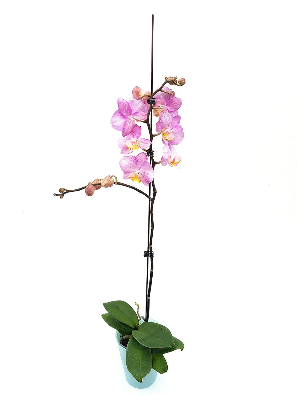 Фаленопсис (Орхидея) 1 РР