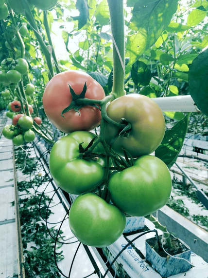 Мей Шуай F1 семена томата индетерминантного (Seminis / ALEXAGRO) культура – фото 11