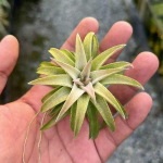 Тилландсия vanhyningii Jumbo