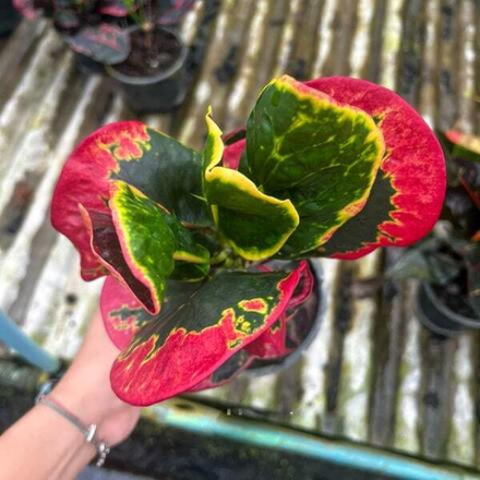 Кротон THA CHALOM