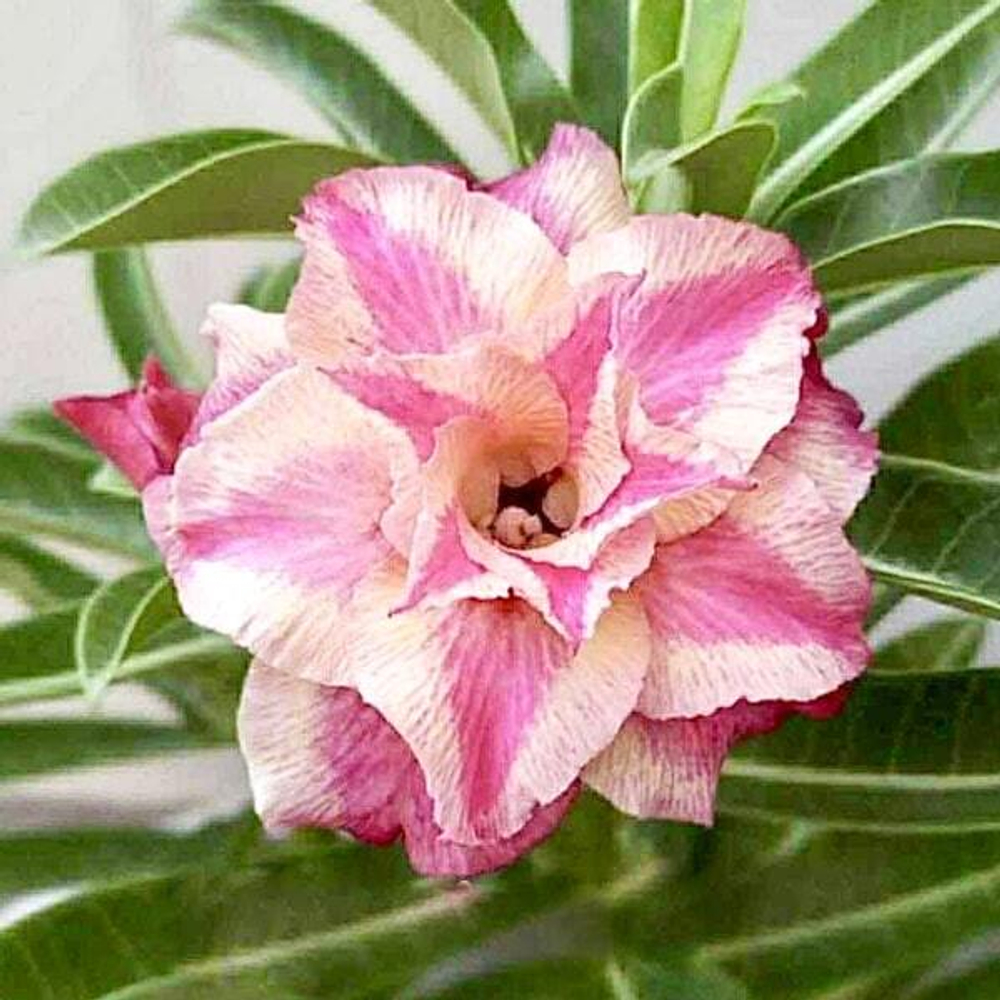 Адениум RAK OEI