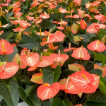 Антуриум Андре LIVIUM ORANGE (H73)