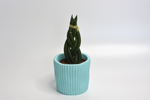 Сансевиерия Цилиндрика косичка / Sansevieria Cylindrica