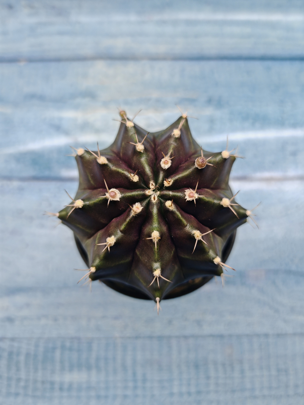 Gymnocalycium Mihanovichii black (Гимнокалициум)