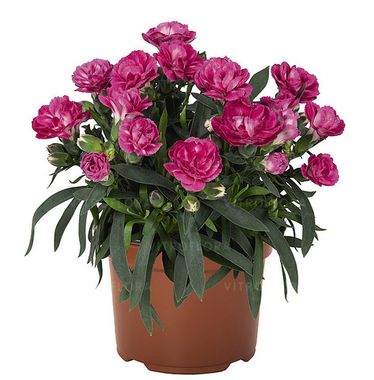 1636 Гвоздика SPRINT DARK PINK (ВЕСНА 2025)