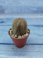 Euphoria Obesa (Эуфорбия)