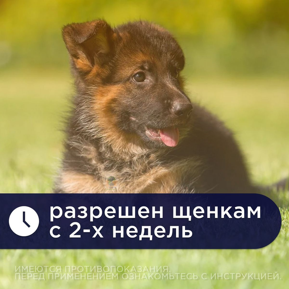 Таблетки от гельминтов МильбеПЕТ (GIGI) 125 мг для собак более 5 кг со вкусом говядины, 2таб Мильбемицин/Празиквантел