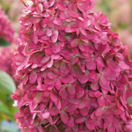 Лаймлайт Прайм «Limelight Prim» С1.5