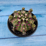 Gymnocalycium T-Rex Pink hybride (Гимнокалициум T-rex)