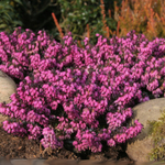 Эрика Атрорубра