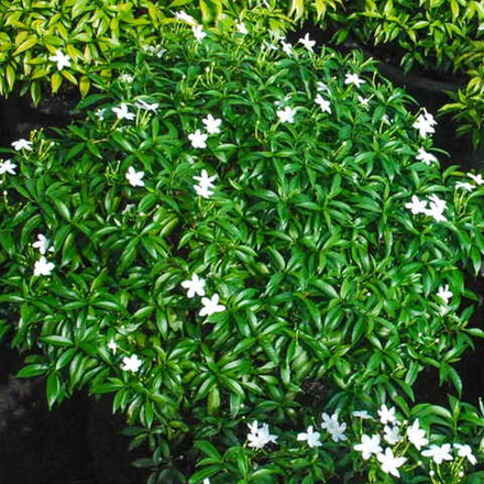 Гардения жасминовидная – Gardenia Jasminoides